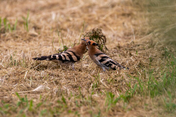 Adult hoopoe with its juvenile. hoopoe feeding the juvenile. Upupa epops.