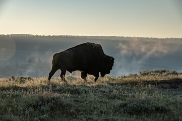 Breath of Bison and Steam Off teh Yellowsotne River Merge in the Cool Morning