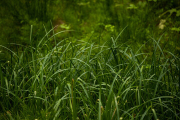 Blades of Grass in Meadow of Sequoia in Summer