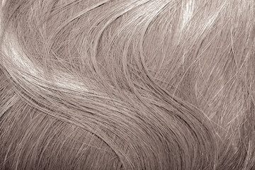 Blond hair close-up as a background. Women's long blonde hair. Beautifully styled wavy shiny curls. Hair coloring. Hairdressing procedures, extension. White hair