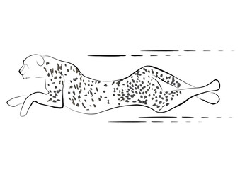 illustration of a leopard, Panthera pardus, running leopard