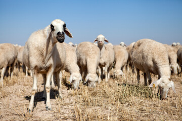 Obraz na płótnie Canvas a flock of sheep grazing on the plateau