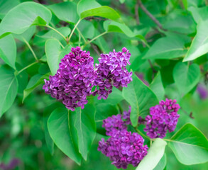 Fototapeta na wymiar Lilac Sambucus Syringa vulgaris rose petals flower isolated, green leaves floral, spring blooming garden tree, violet bouquet