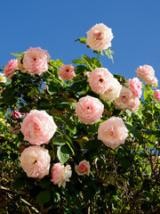 Closeup of pink rose flowers in a french garden on the blue sky background