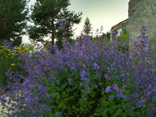 Naklejka premium lavender field in region