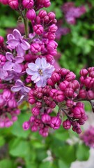 Flowers lilac, white, violet 