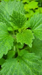 green nettle leaves 
