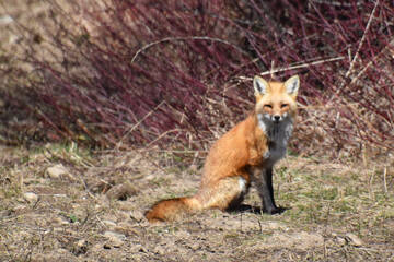 Naklejka na ściany i meble A female fox in spring, Sainte-Apolline, Québec, Canada