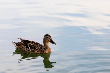 female duck swimming in a pond