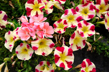 Background of yellow and red petunia flowers in French garden