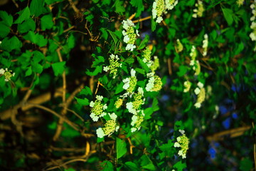 Fototapeta na wymiar an apple tree blooming in spring with green leaves and densely covered with white flowers. wood. food. healthy food. gardening. 