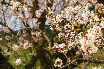 Obraz premium Blooming white trees