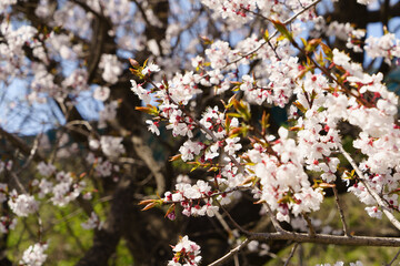 Blooming white trees