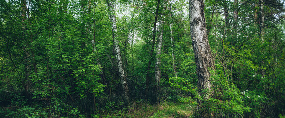 Thickets in dense forest. Scenic view with contrasts of deep forest. Beautiful woody landscape surrounded by many trees and lush vegetation. Forest scenery with rich flora. Atmospheric woodland.