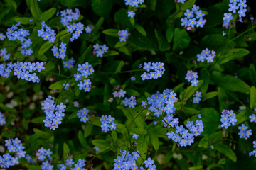 Forget-me-not flowers in the garden or park. Garden decoration.