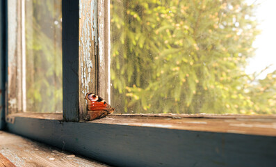 A dry butterfly peacock eye on the old attic's window. Behind the dirty glass is blurred spruce. Low angle shot.