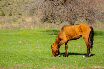 Horse and newborn foal on the background of mountains, a herd of horses graze in a meadow in summer and spring, the concept of cattle breeding, with place for text.