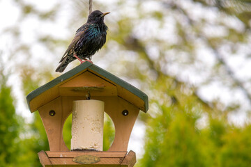 a starling, sturnus vulgaris, perched on a bird feeder with fat balls at a rainy day