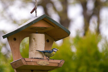 a bluetit, cyanistes caeruleus,  perched on the bird feeder and pecking seeds at a spring day
