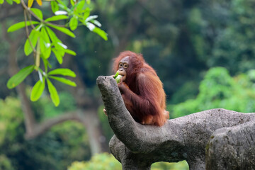 Orangutan eating breakfast sad looking 
