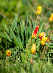 Wild Red Book tulips Kaufman in the fields of Kazakhstan. Spring flowers under the rays of sunlight. Beautiful landscape of nature. Hi spring. Beautiful flowers on a green meadow.