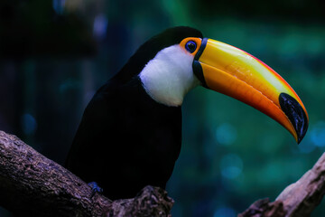 Fototapeta premium Toucan with black feather and orange bill on the branch of a tree. Exotic bird