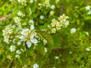 Shrub with white flowers.