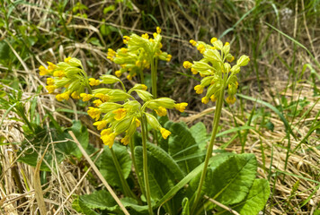 Early bloomers (primroses) in the forest in spring.