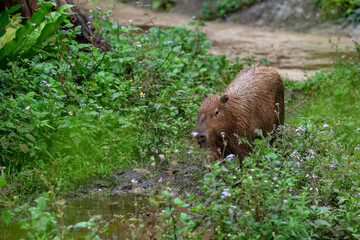 Capybara, the biggest rodent on Earth