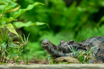 Malayan gharials low angle portrait