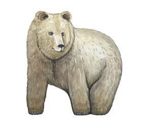 Hand drawn bear illustration. Watercolor on white background