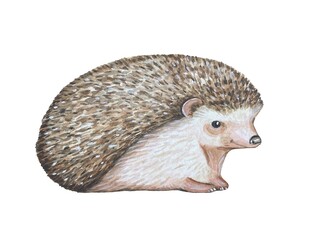 Hand drawn hedgehog illustration. watercolor on white background