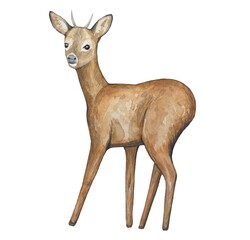 Hand drawn deer illustration. watercolor on white background