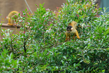 Squirrel monkey portrait on the tree