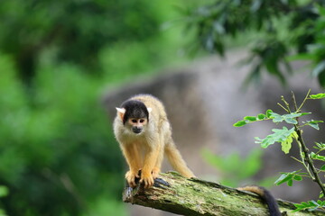 Squirrel monkey portrait on the tree