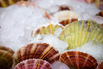 Frozen sea scallops in ice at the market. Seafood background. Sea delicacy from shellfish close-up.