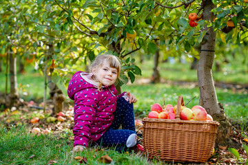 Little preschool girl in colorful clothes with basket of red apples in organic orchard. Happy...