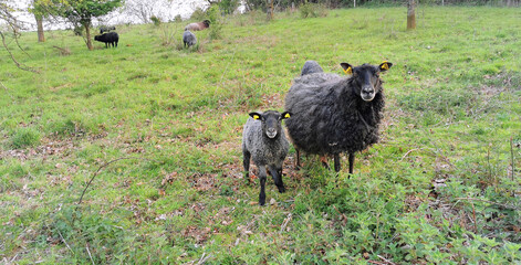 Curious black mother sheep with a lamb in a Danish field in spring season