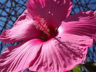 Macro of pink hibiscus flower view of front in French garden