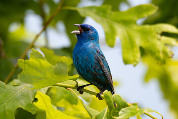 indigo bunting with green leaves