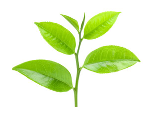 tea leaf on transparent png