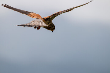Fototapeta na wymiar Eurasian kestrel in flight. European kestrel. Falco tinnunculus.