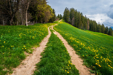 Fototapeta na wymiar Meadow with dandelions. Landscape of yellow flowers, trees, mountain, trail and clouds.
