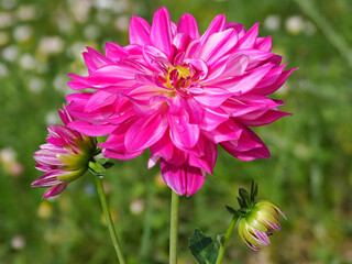 Macro of a red dahlia flower with two big buds in french garden