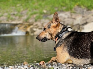 German shepherd dog in the river