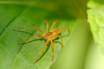 Japanese grass spider Ioirohashirigumo catching a fly for meal (Dolomedes sulfureus, Sunny outdoor leaf top close up macro photograph)