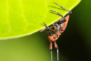 Red bamboo longicorn beetle with rare black crest in Japanese forest (Sunny outdoor field, close up macro photography)