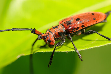 Red bamboo longicorn beetle with rare black crest in Japanese forest (Sunny outdoor field, close up macro photography)