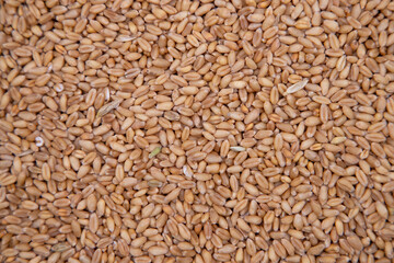 wheat grains seeds pattern Texture can be used as a Background wallpaper