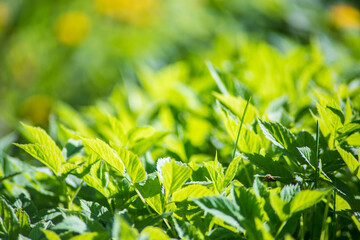 Leaves on a blurred background. Beautiful natural countryside landscape. Selective focusing on foreground for nature-themed design and projects